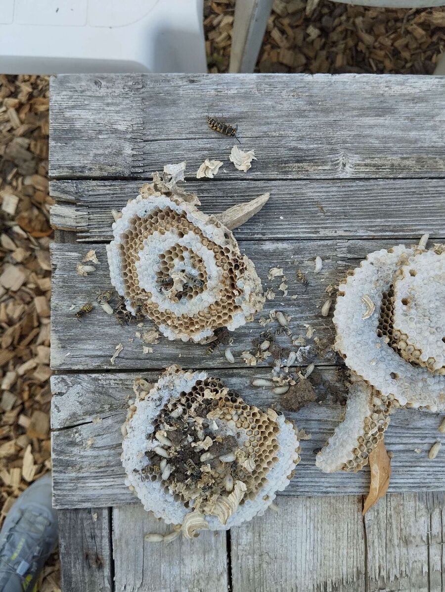 Bee nest at the house remove