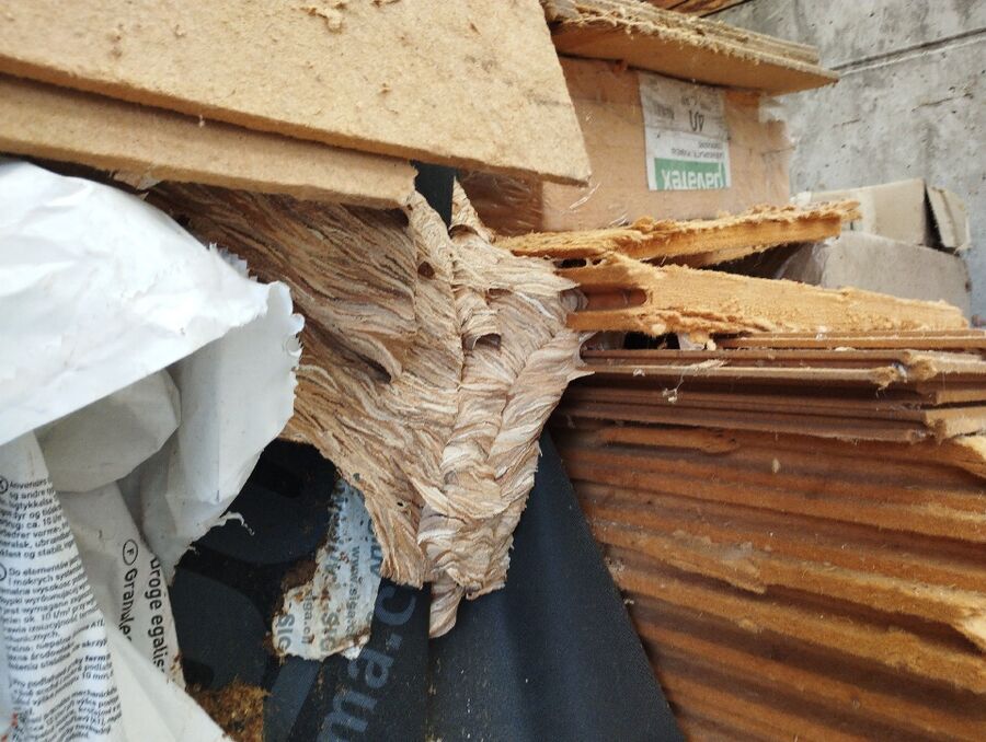 Relocate bees & remove bee nest