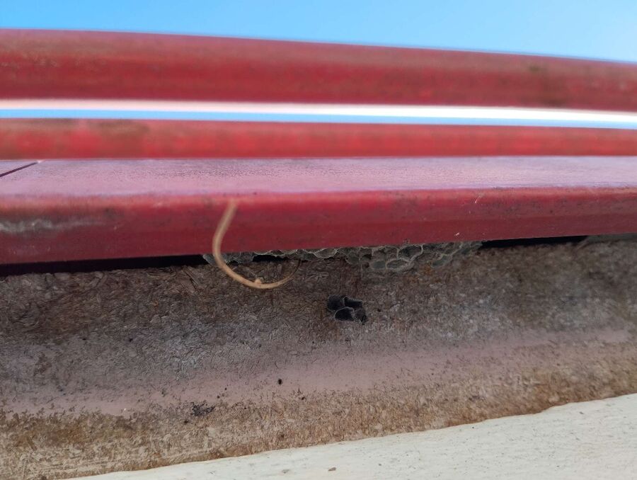 Relocate bees & remove bee nest