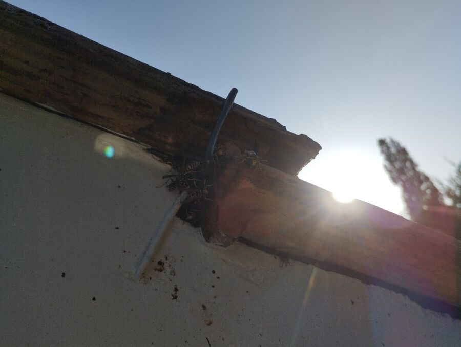Bee nest at the house remove