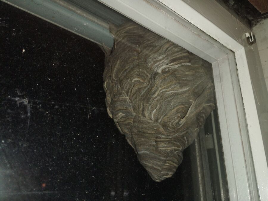 Bee nest at the house remove