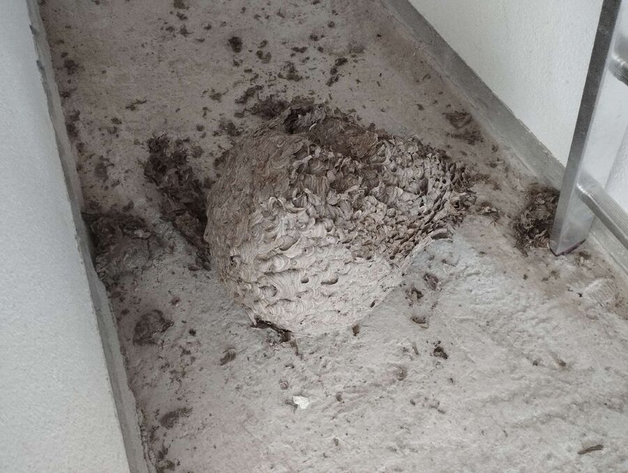 Bee nest at the house remove