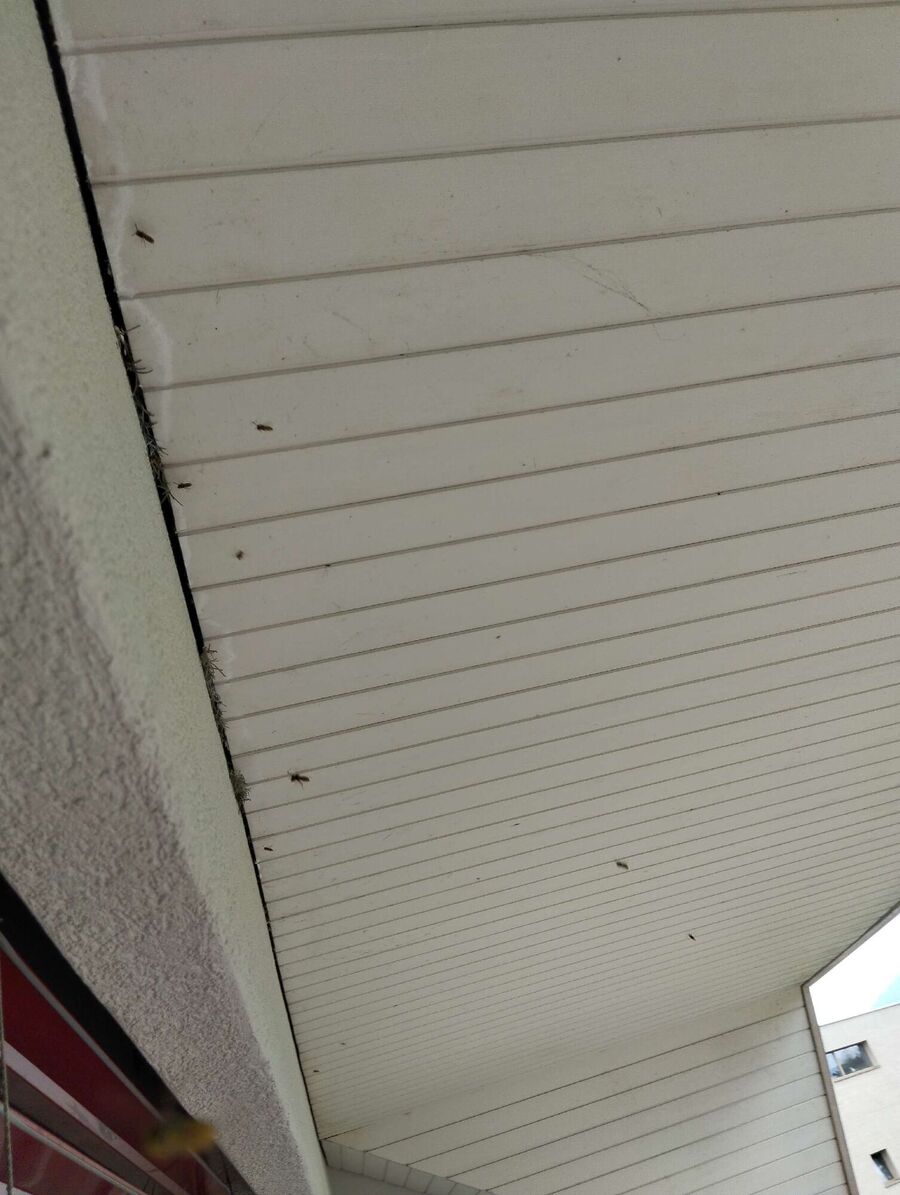 Bee nest at the house remove