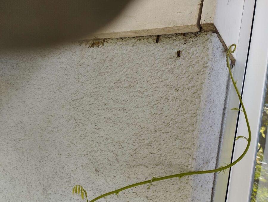 Bee nest at the house remove