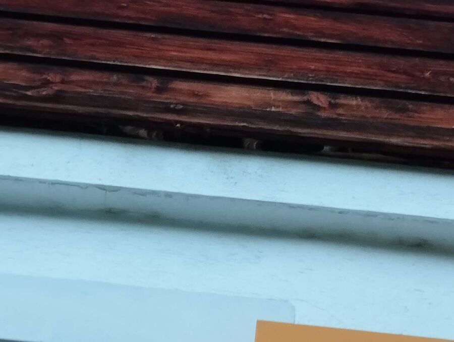 Bee nest at the house remove