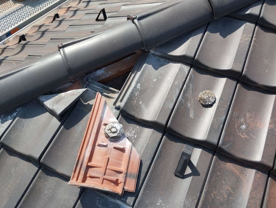 Relocate bees & remove bee nest