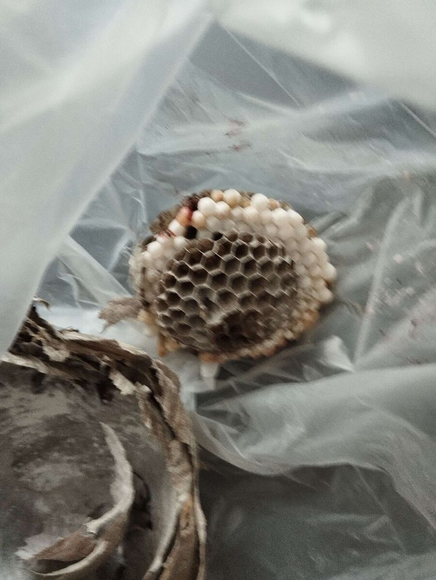 Relocate bees & remove bee nest