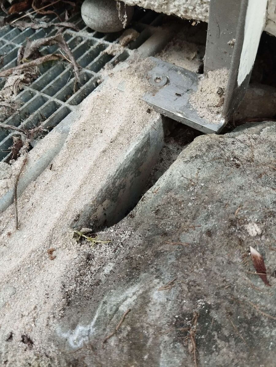 Bee nest at the house remove