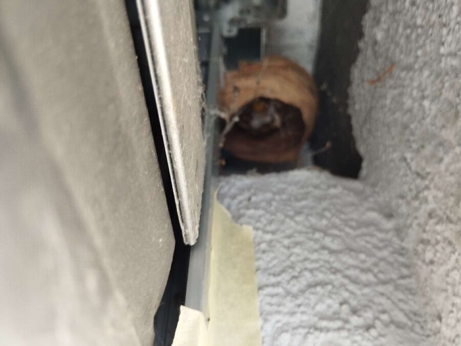 Relocate bees & remove bee nest