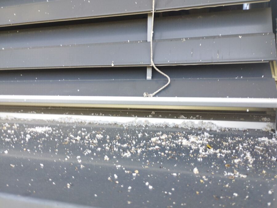 Relocate bees & remove bee nest