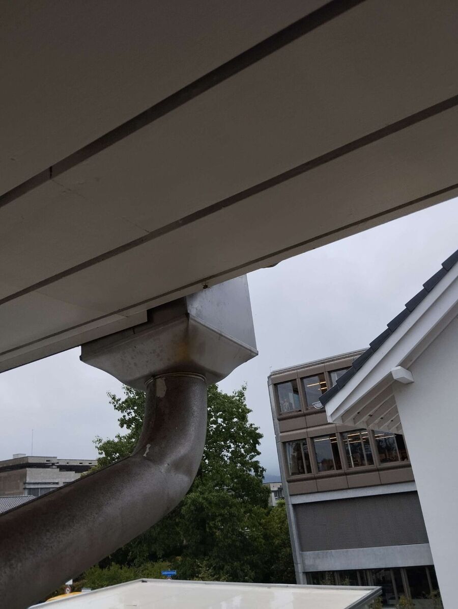 Relocate bees & remove bee nest