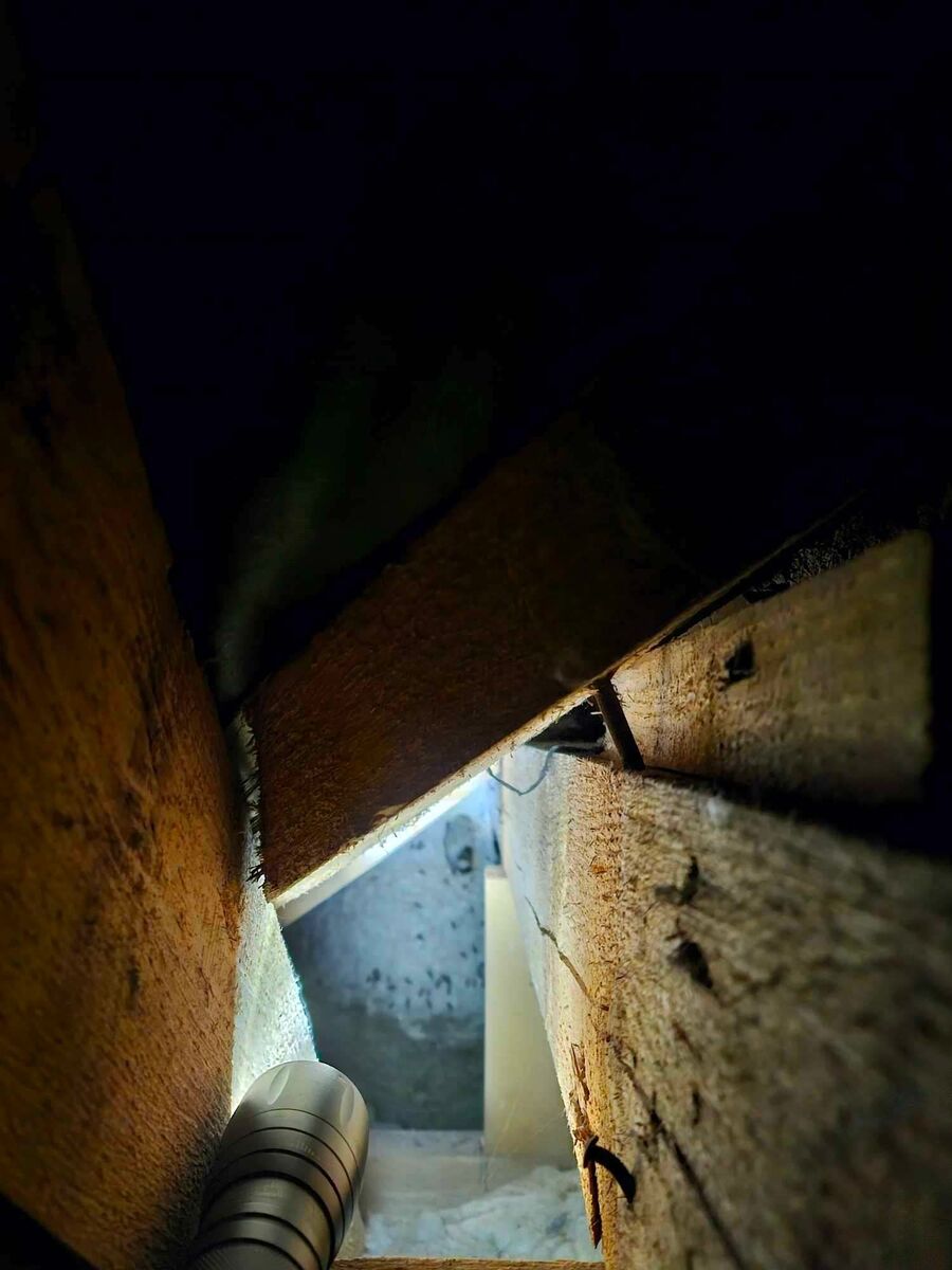 Relocate bees & remove bee nest