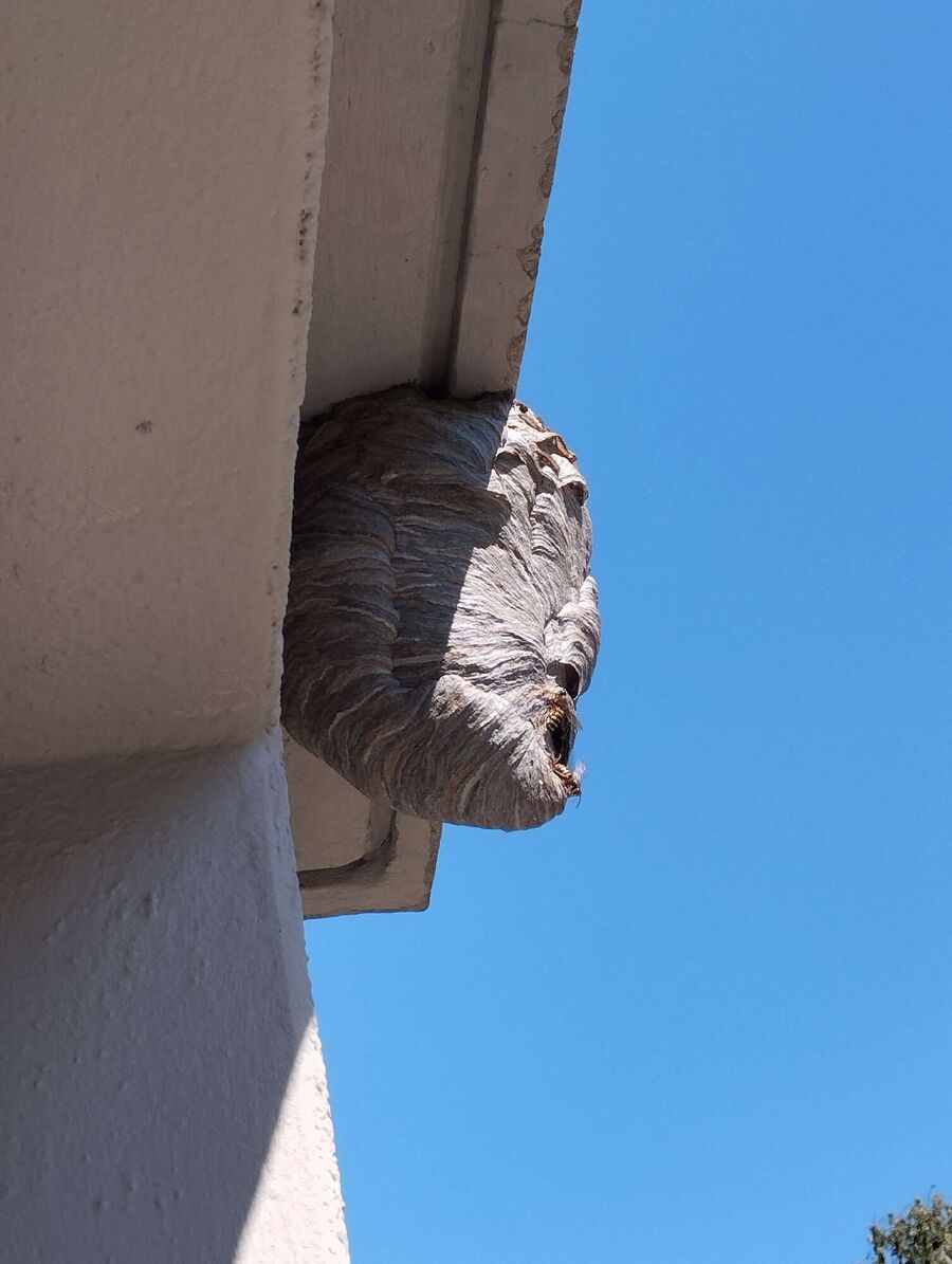 Bee nest at the house remove
