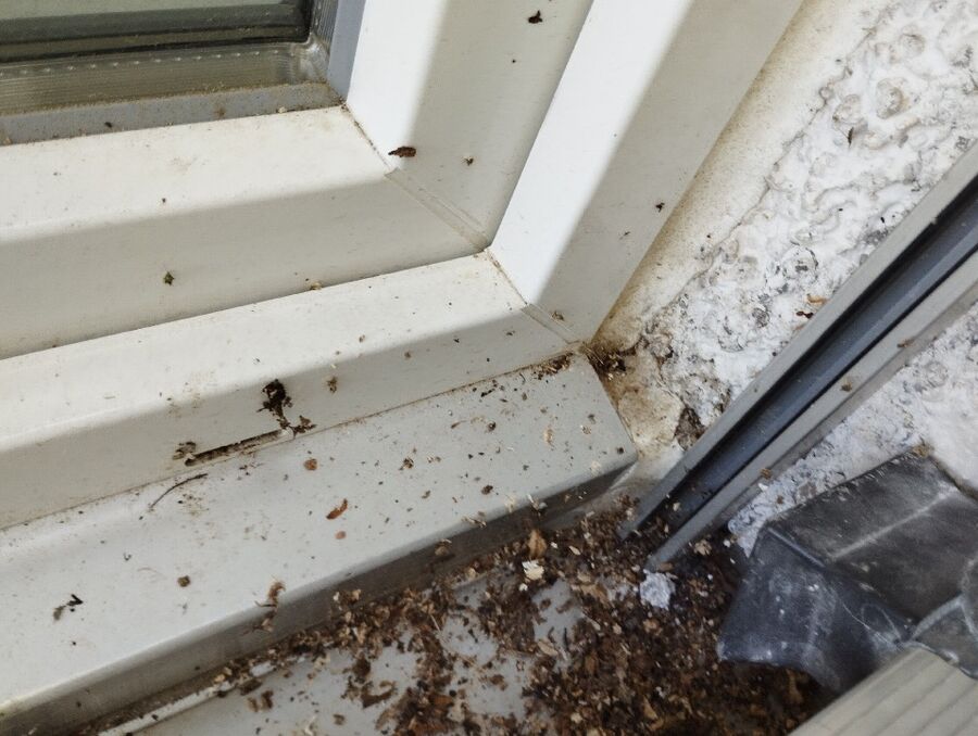 Bee nest at the house remove