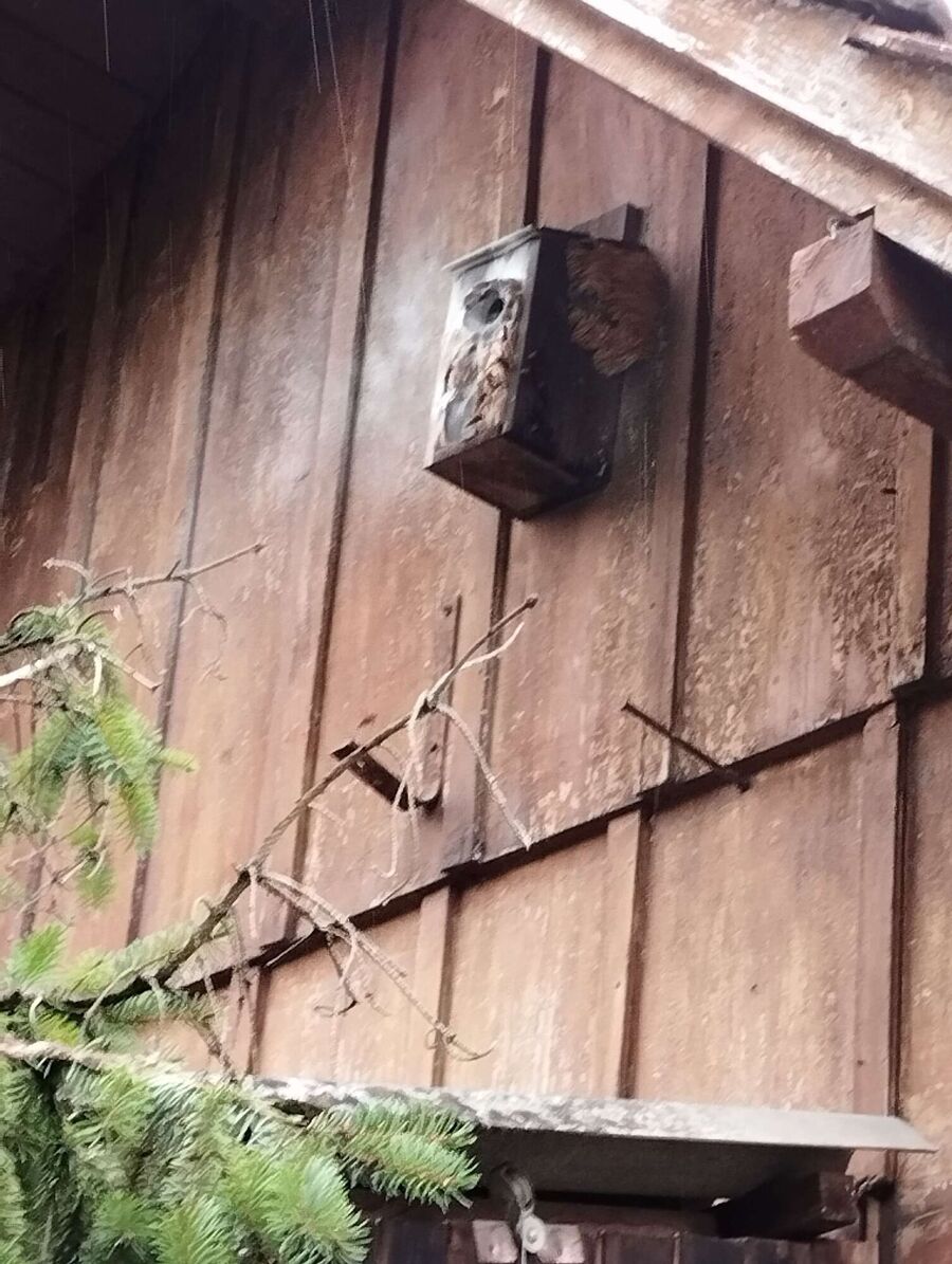 Relocate bees & remove bee nest