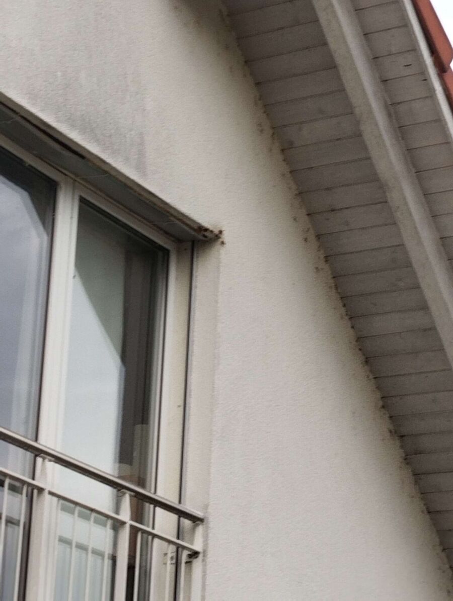 Bee nest at the house remove