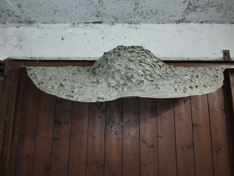 Bee nest at the house remove