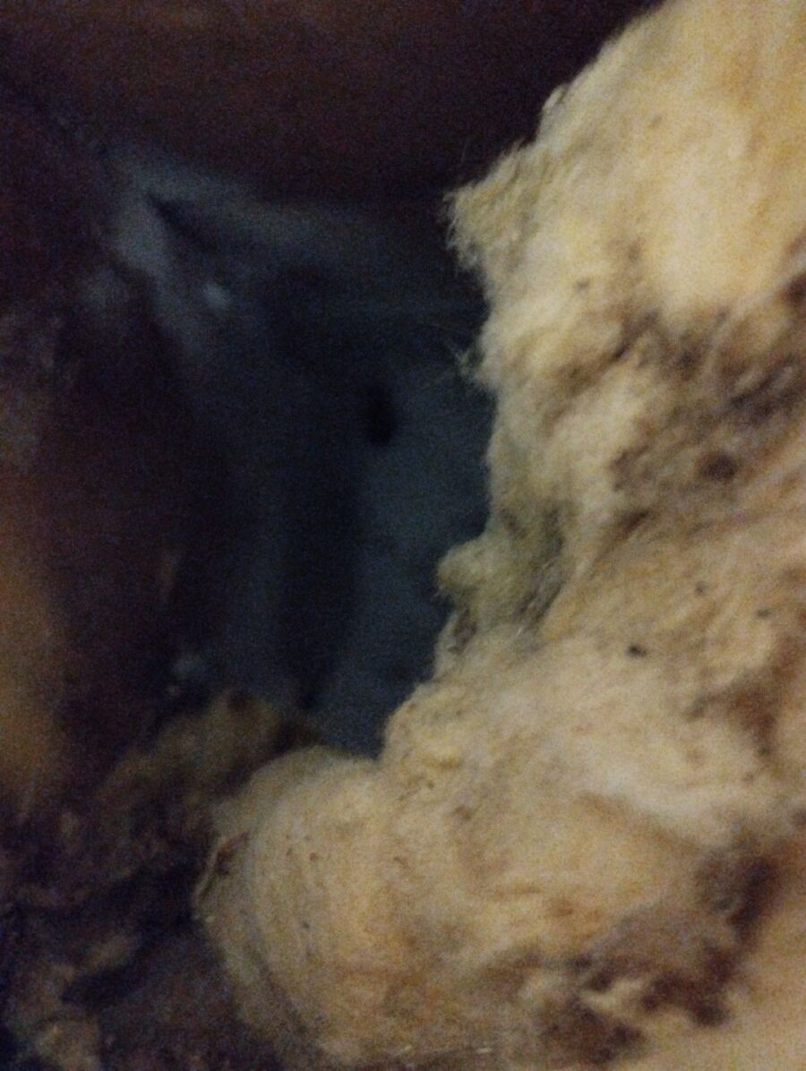 Relocate bees & remove bee nest