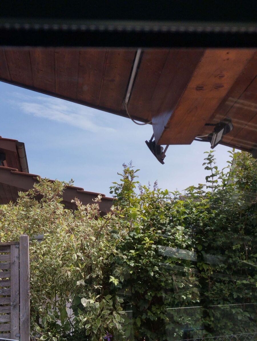 Relocate bees & remove bee nest