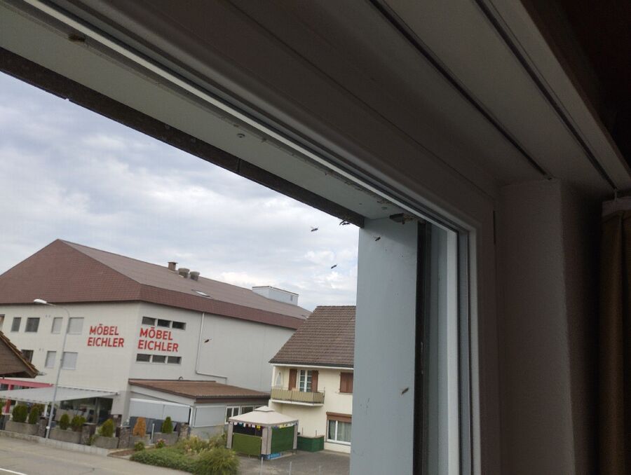 Bee nest at the house remove