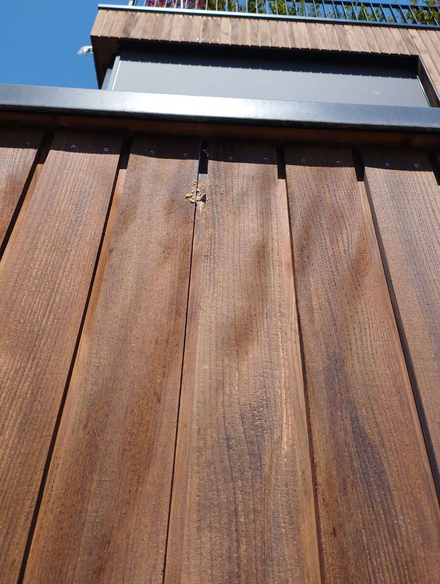 Bee nest at the house remove