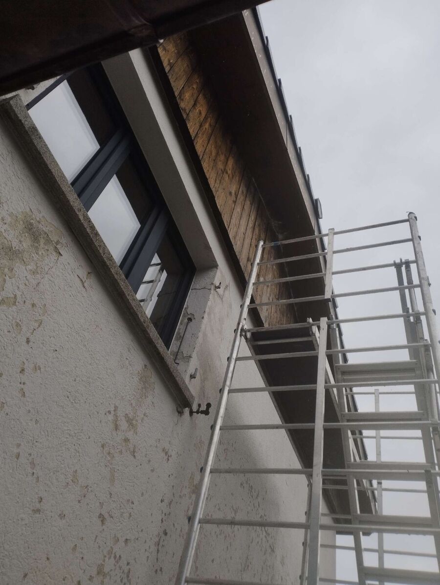 Relocate bees & remove bee nest