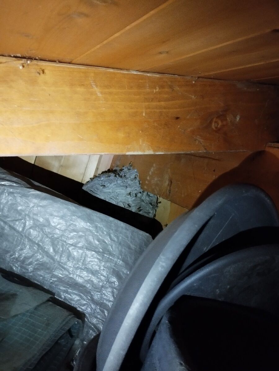 Bee nest at the house remove