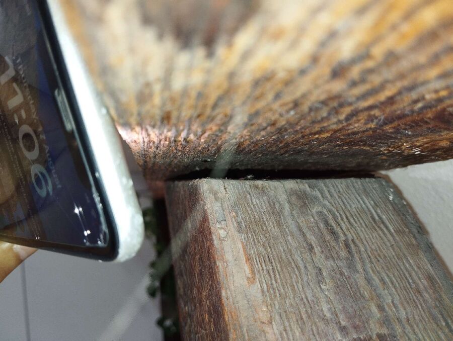 Relocate bees & remove bee nest