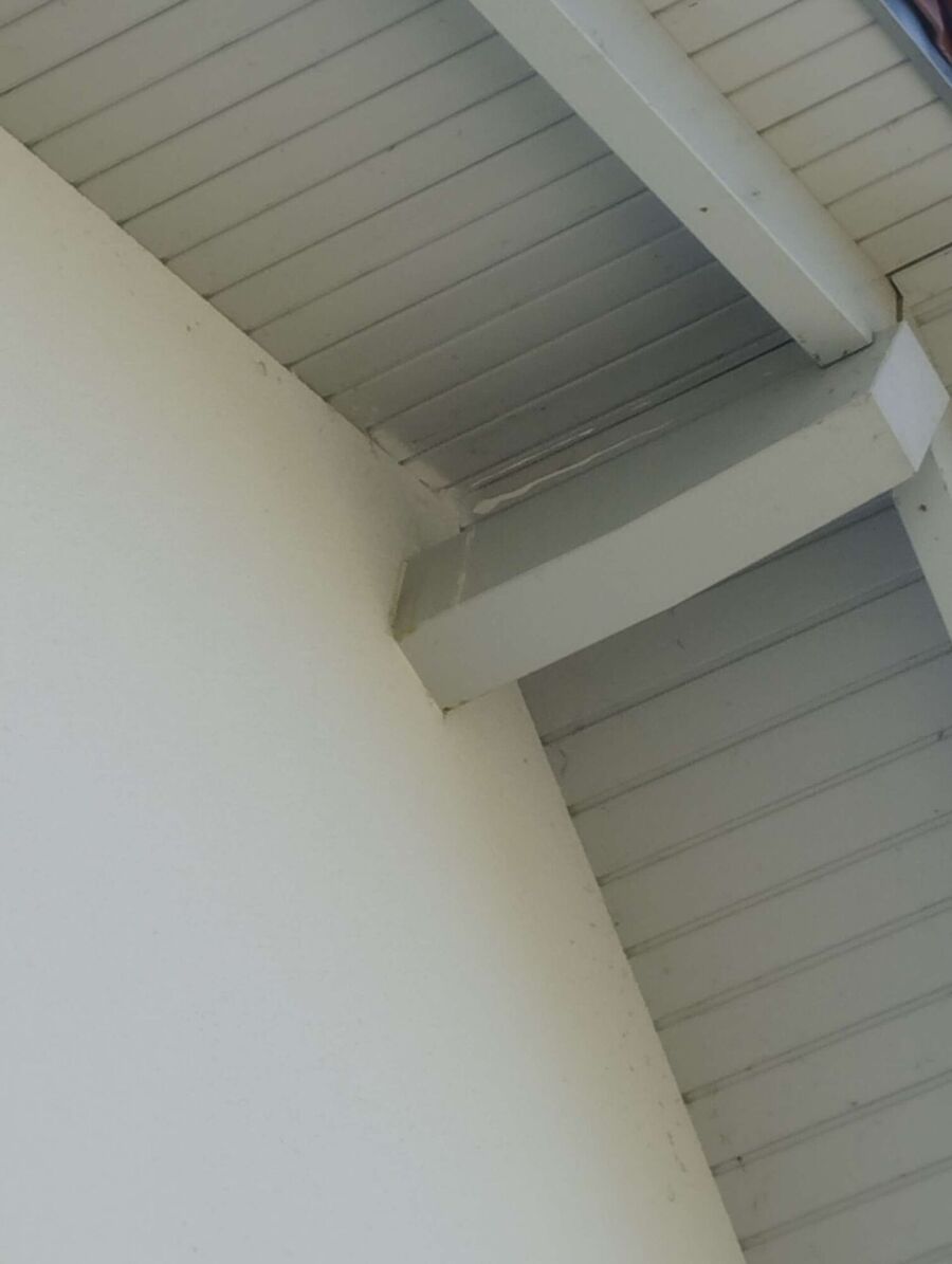 Relocate bees & remove bee nest