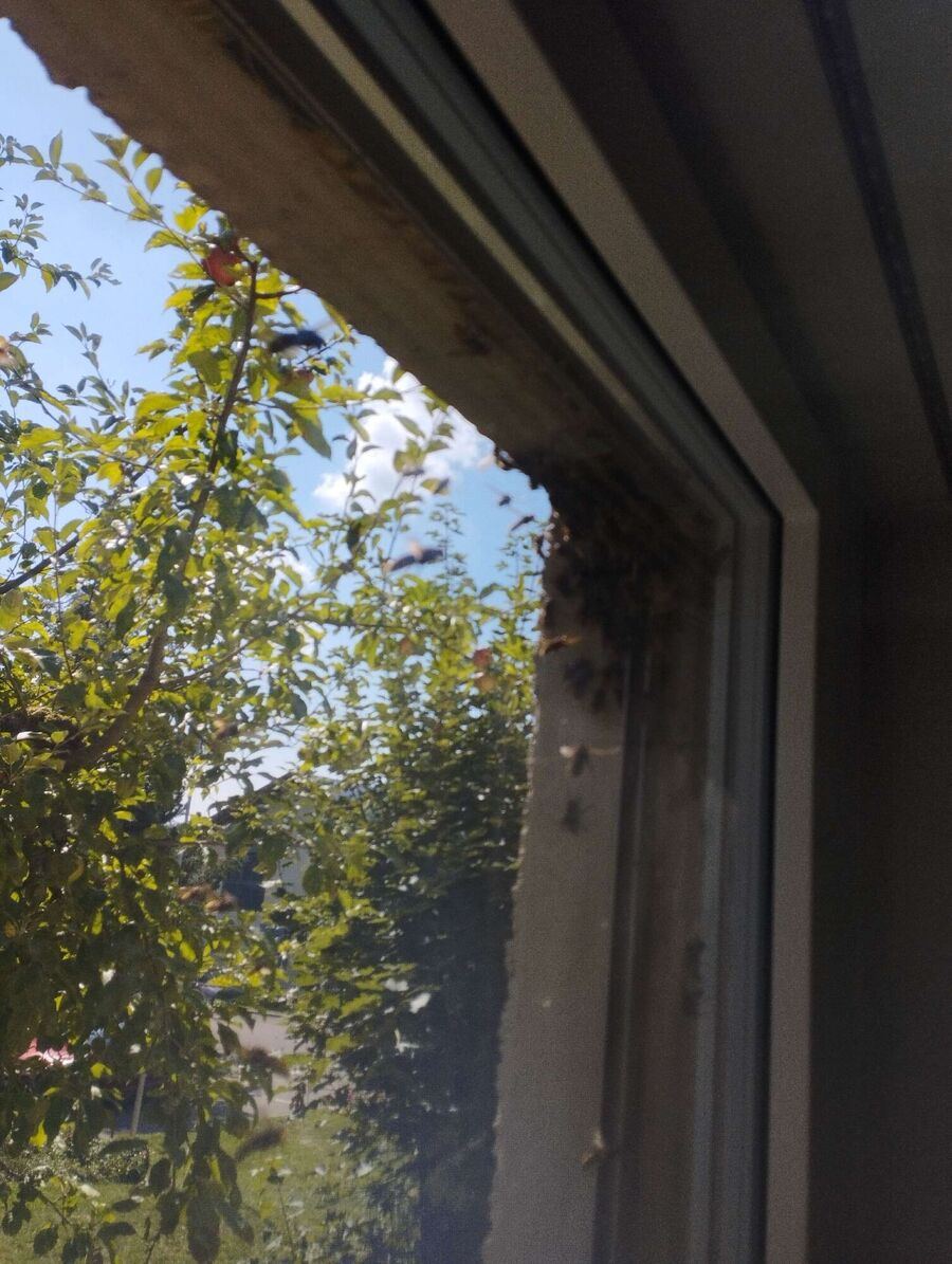 Remove bee nest