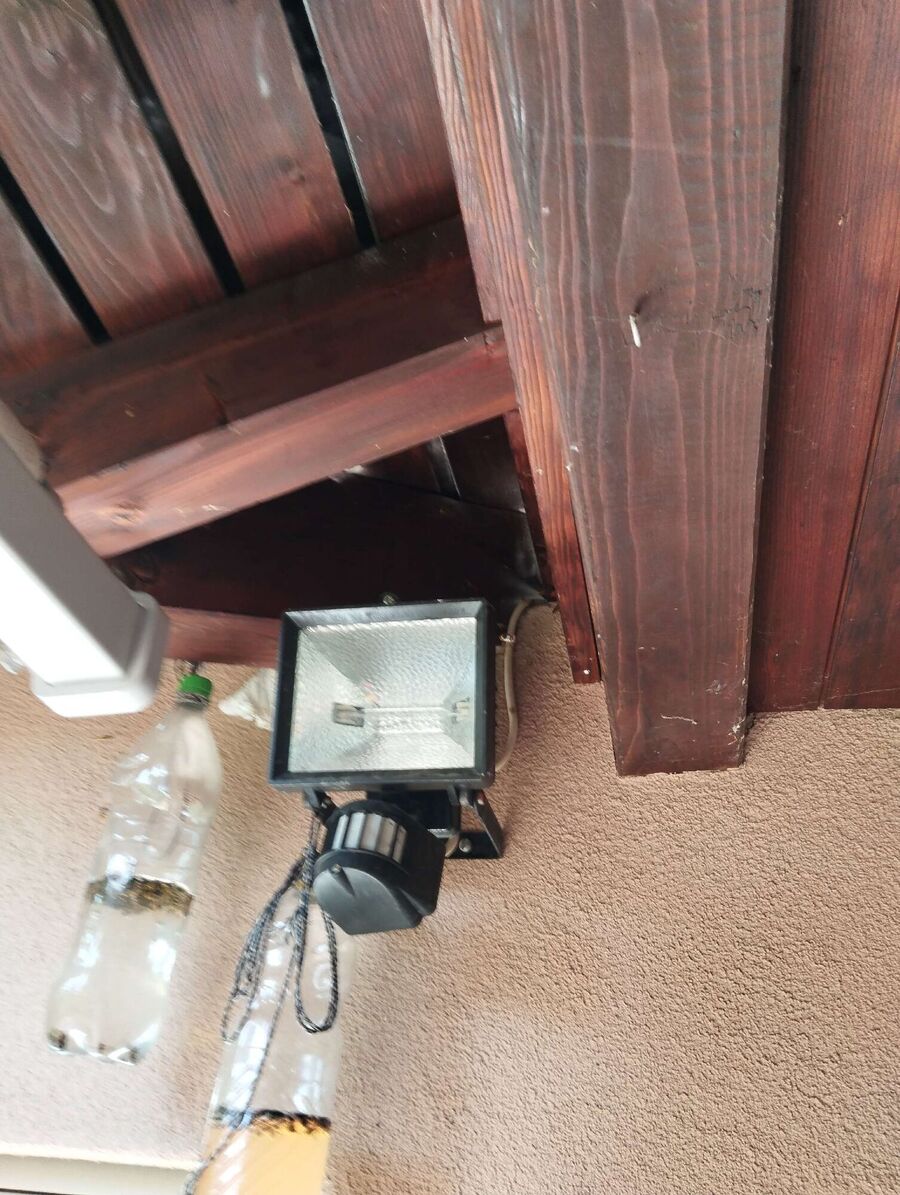 Relocate bees & remove bee nest