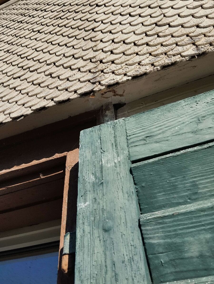 Bee nest at the house remove