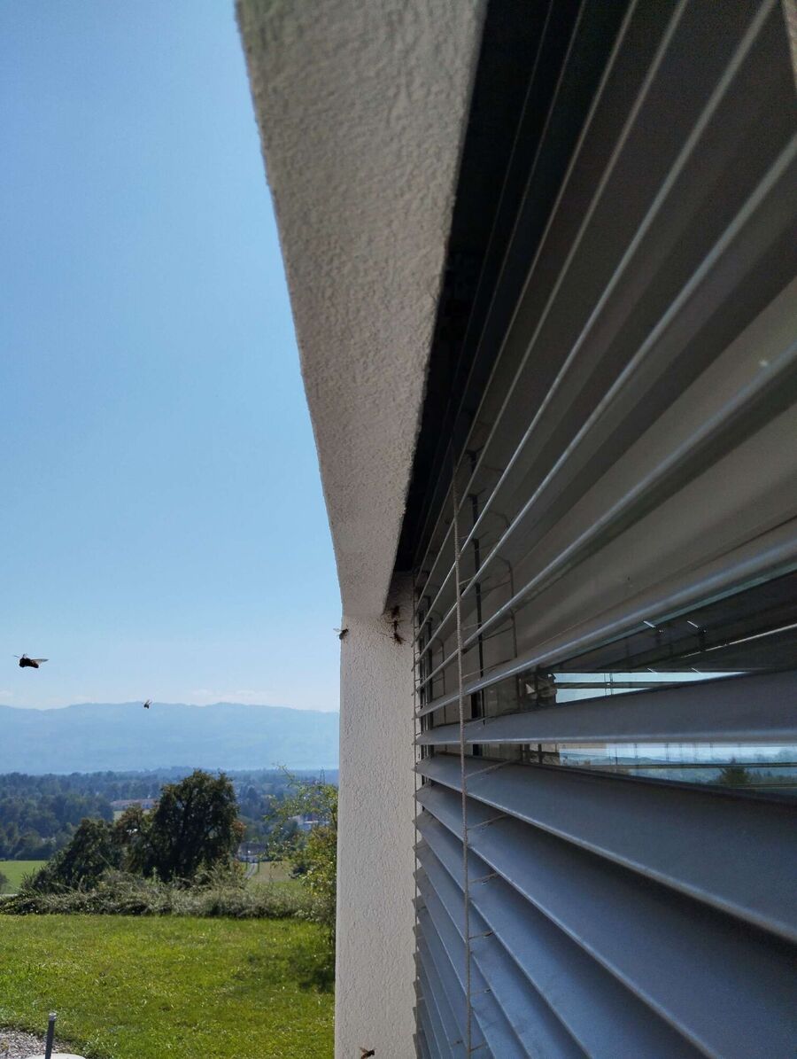 Bee nest at the house remove