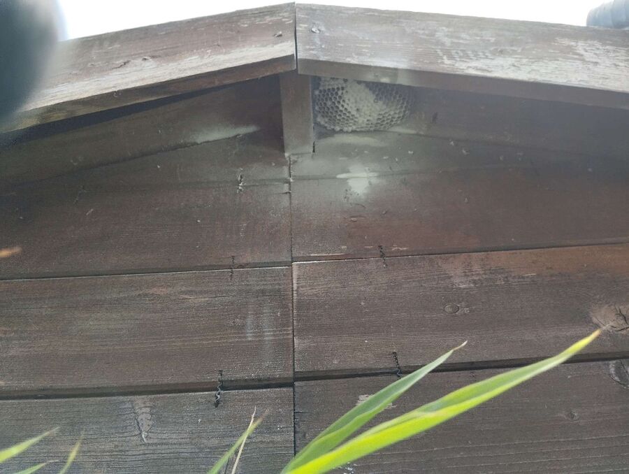 Relocate bees & remove bee nest