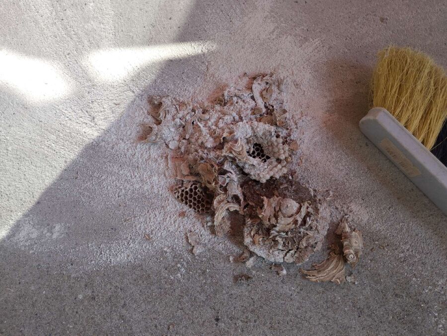 Bee nest at the house remove