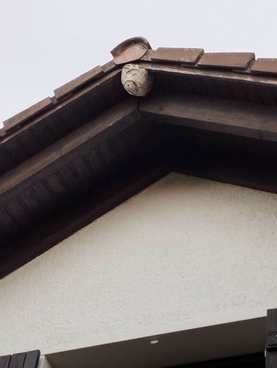 Bee nest at the house remove