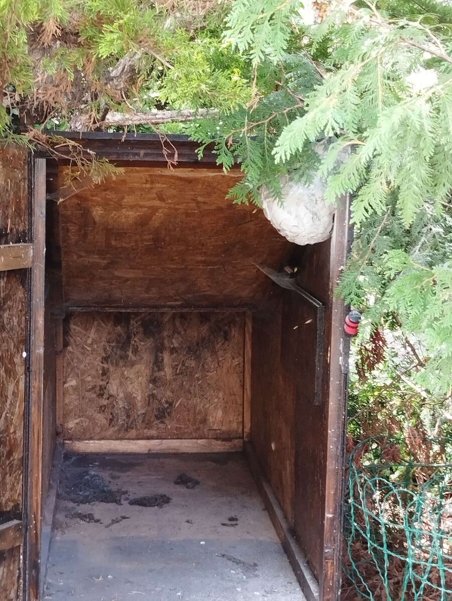 Relocate bees & remove bee nest