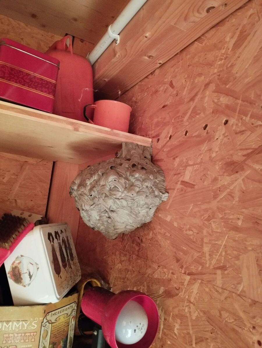 Bee nest at the house remove