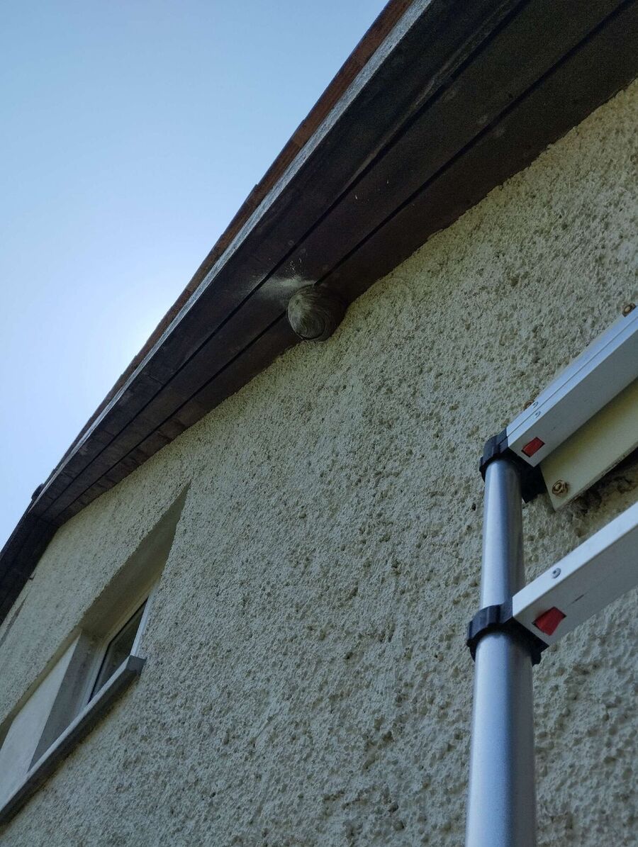 Bee nest at the house remove