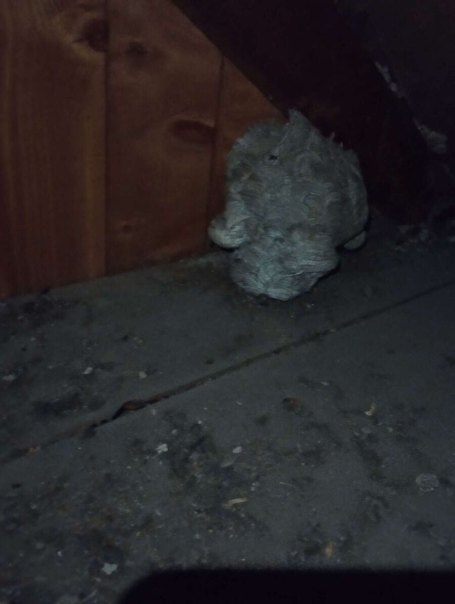 Bee nest at the house remove