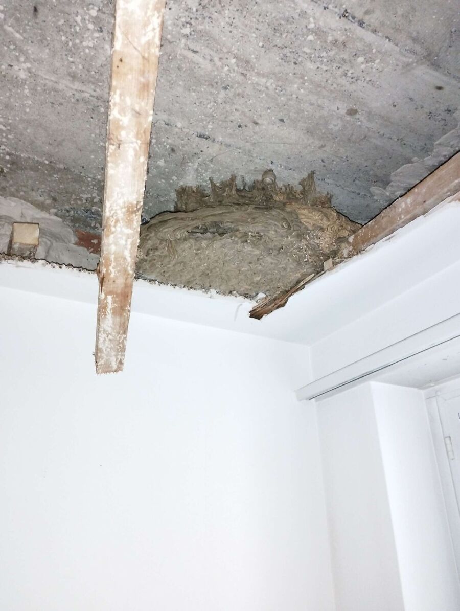 Bee nest at the house remove