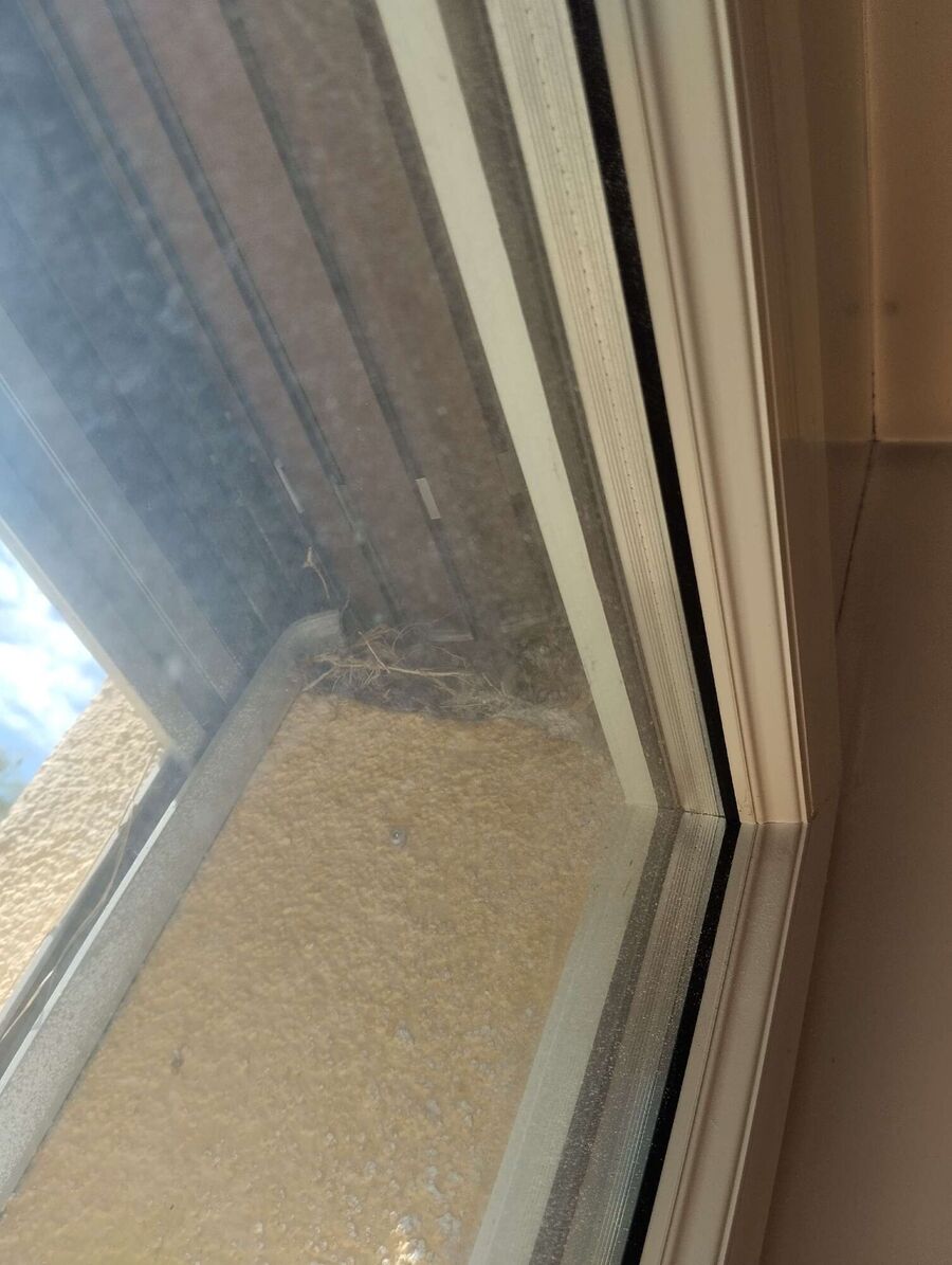 Bee nest at the house remove