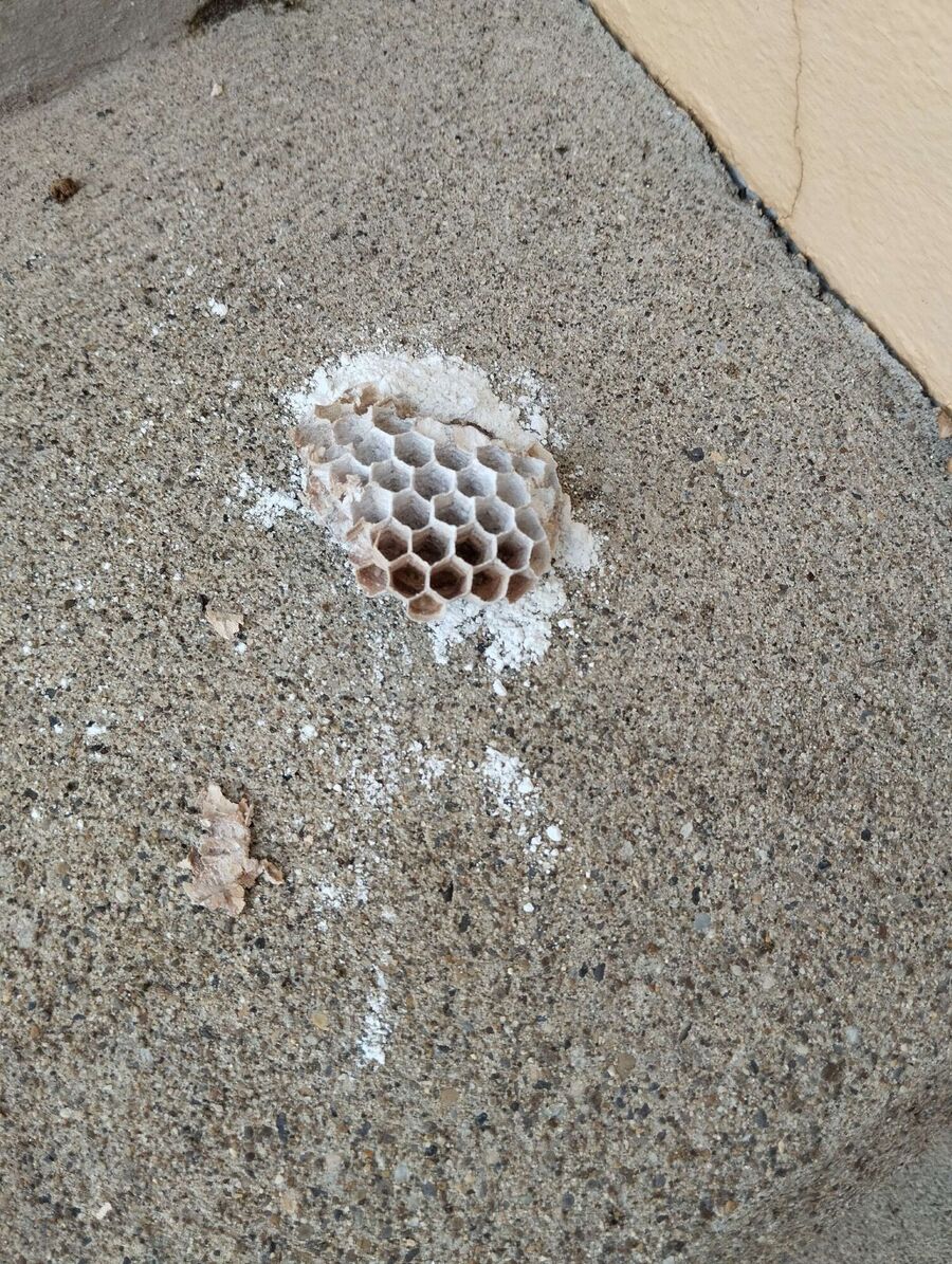 Relocate bees & remove bee nest