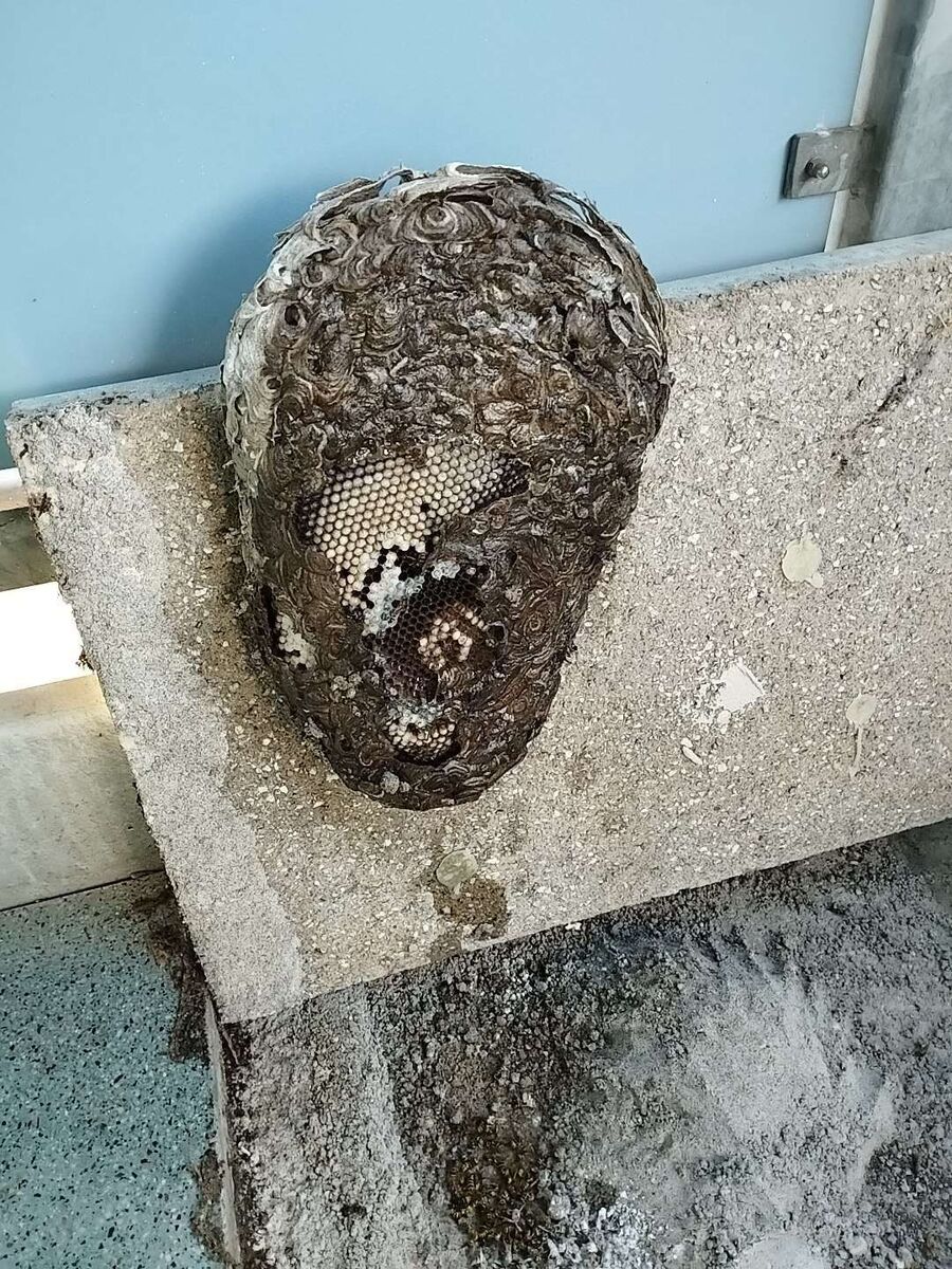 Remove bee nest