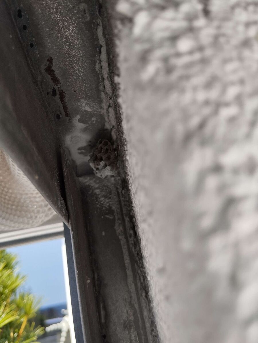 Relocate bees & remove bee nest