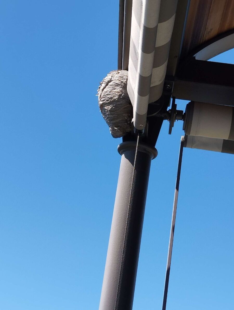 Relocate bees & remove bee nest