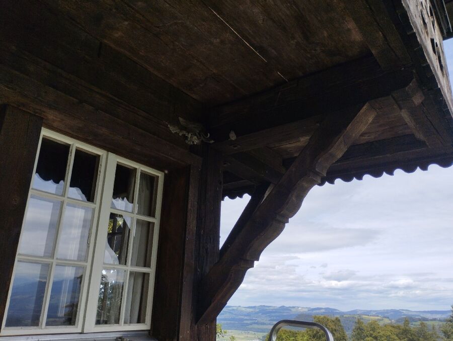 Relocate bees & remove bee nest