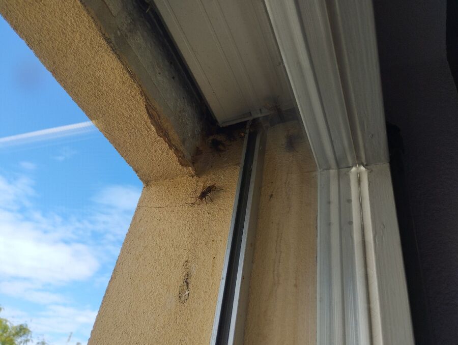 Bee nest at the house remove