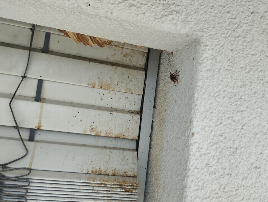 Bee nest at the house remove