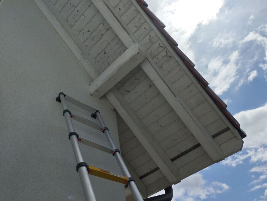 Relocate bees & remove bee nest